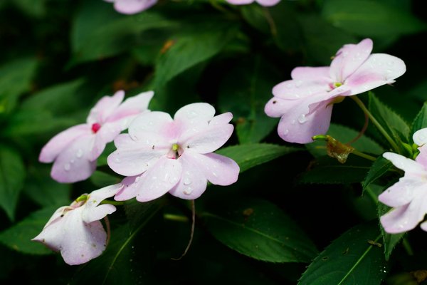 The complete handbook for enhancing privacy with hedge plants in urban uk gardens